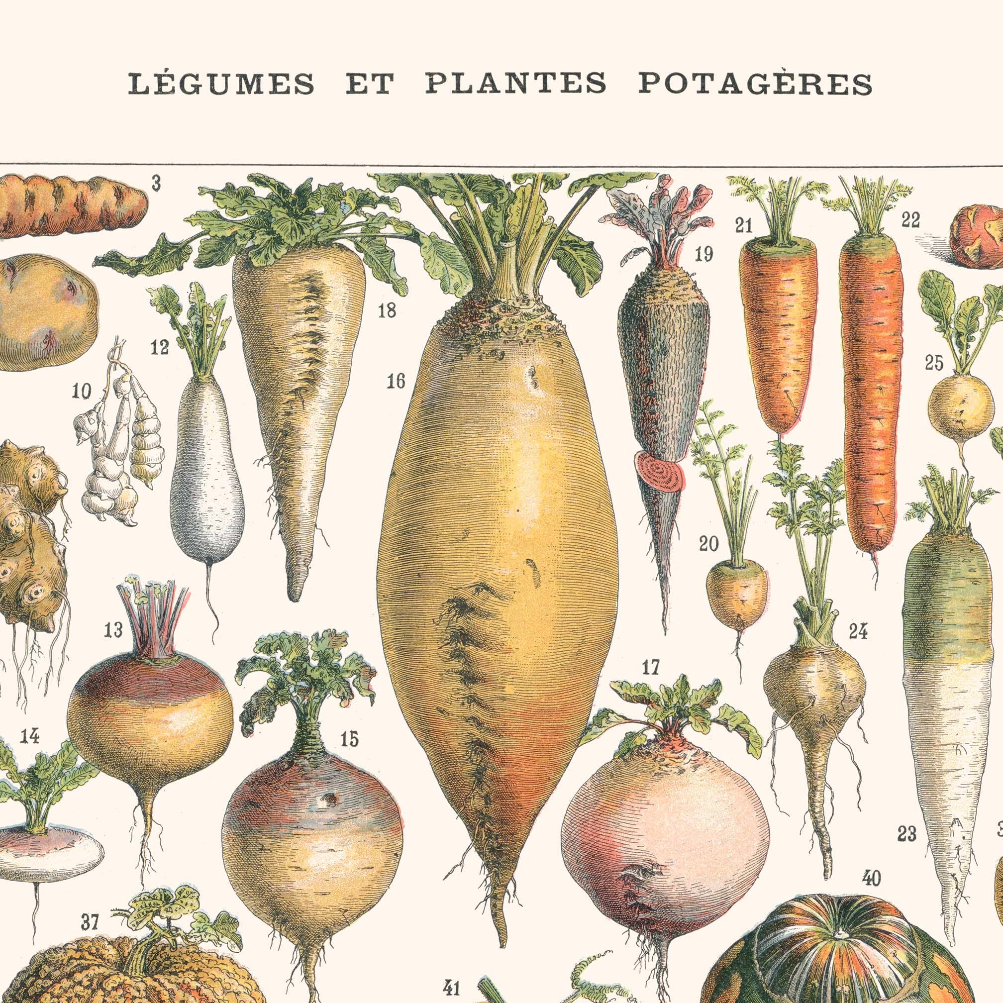 Affiche : Légumes et Plantes Potagères