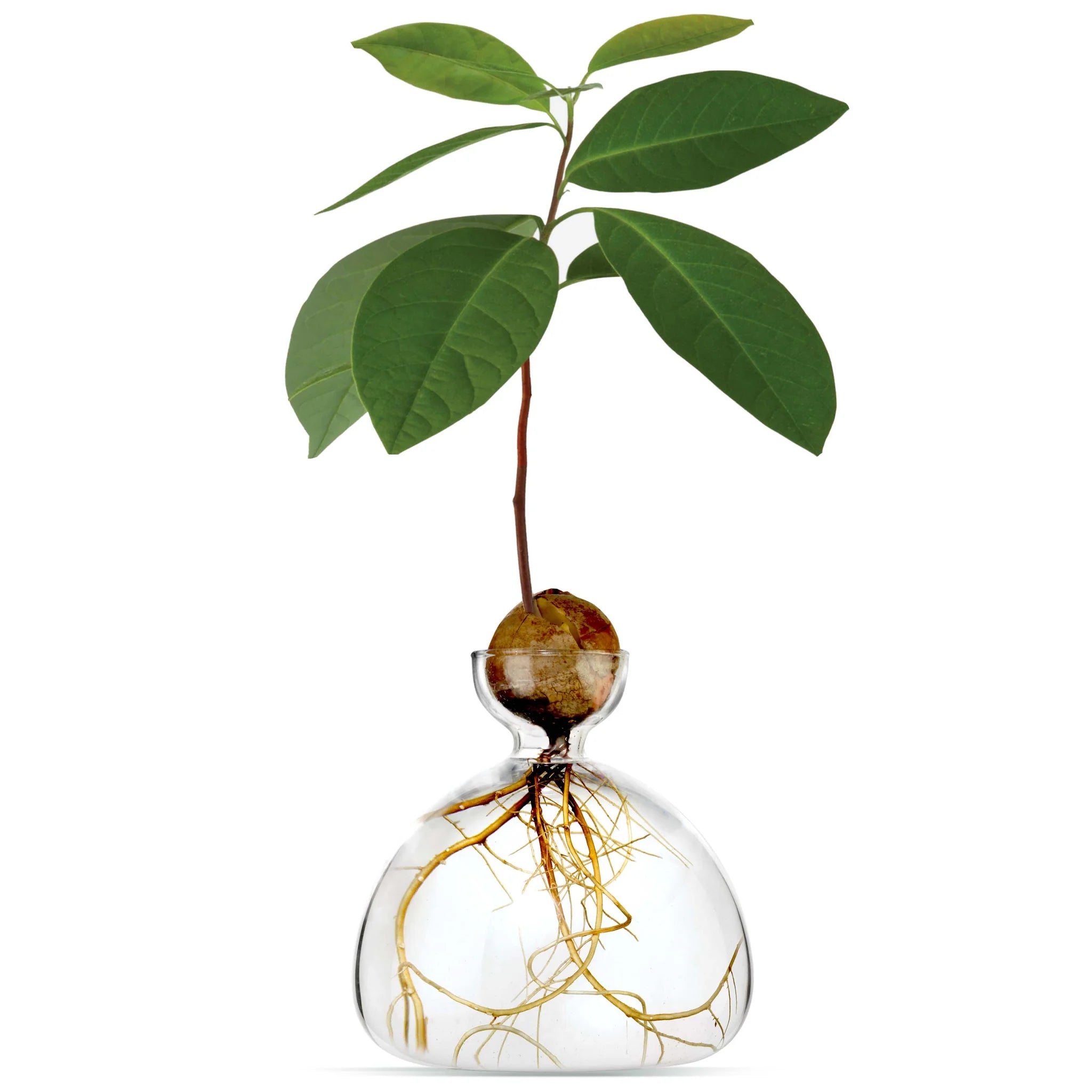 Vase avocat transparent