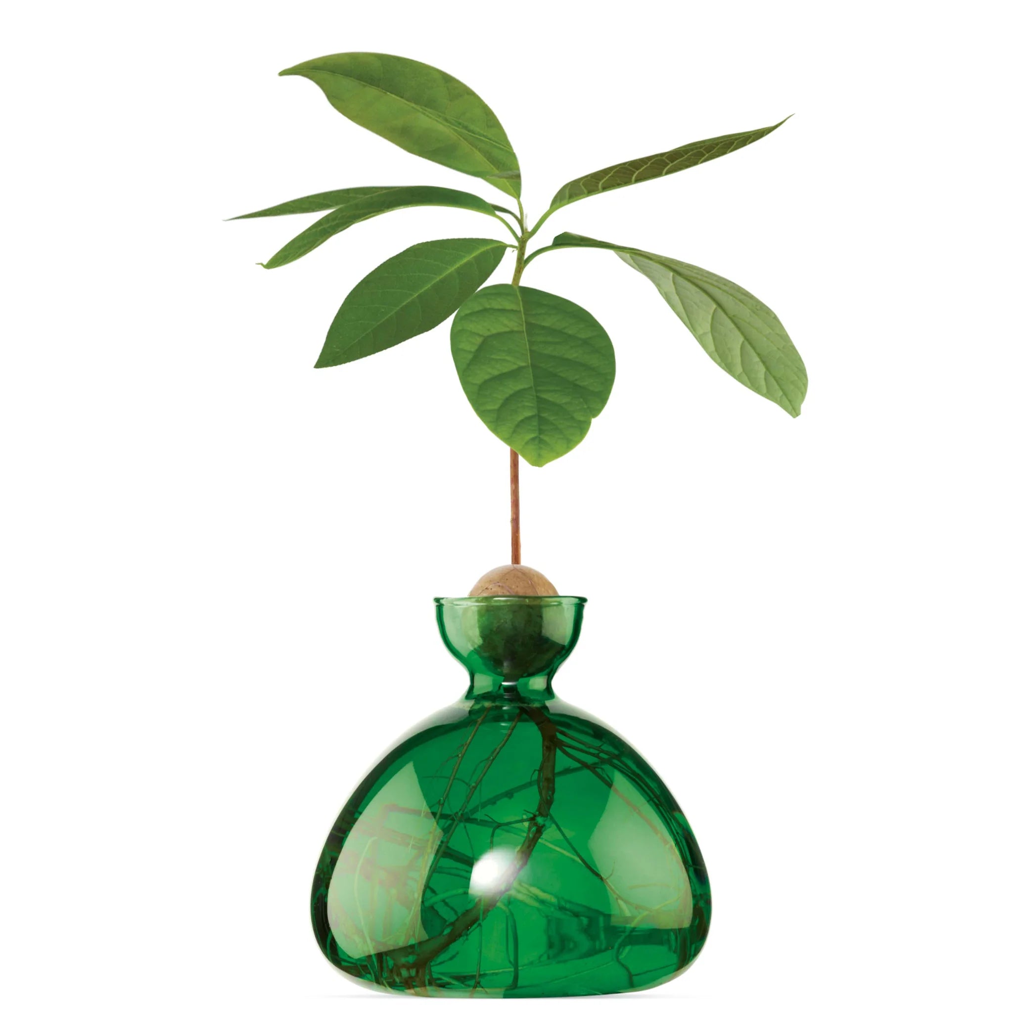 Vase avocat Vert Emeraude