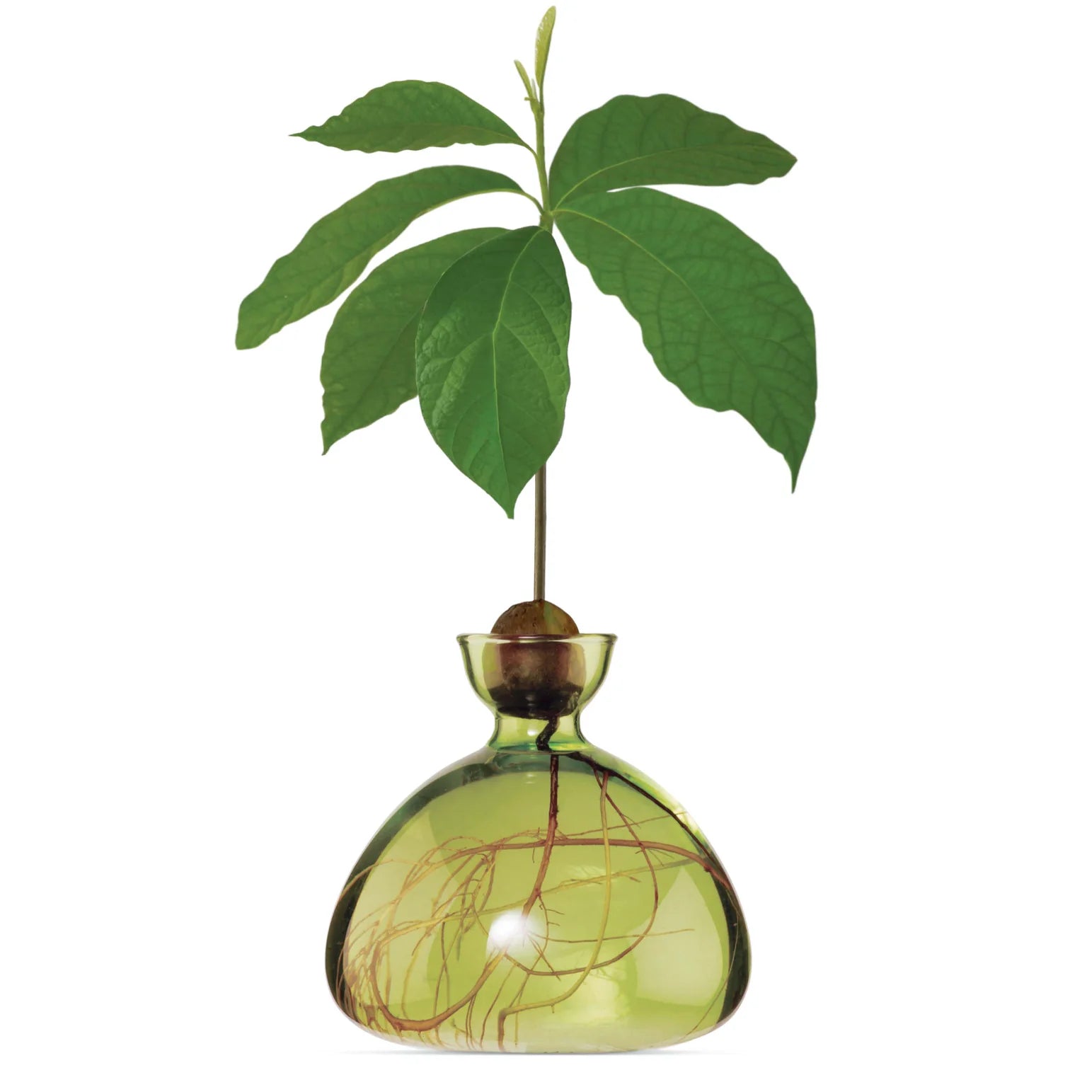 Vase Avocat Vert Clair
