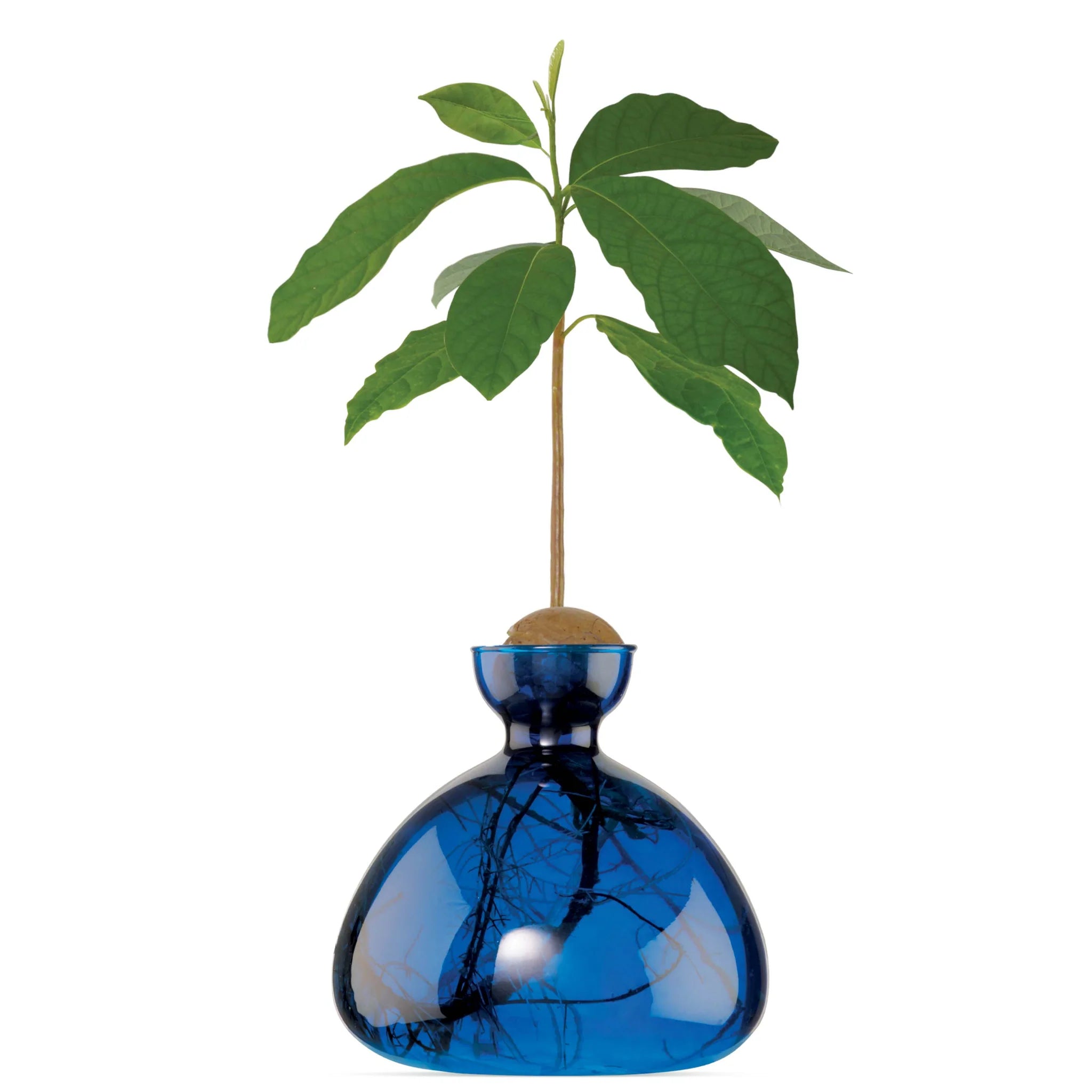 Vase avocat bleu