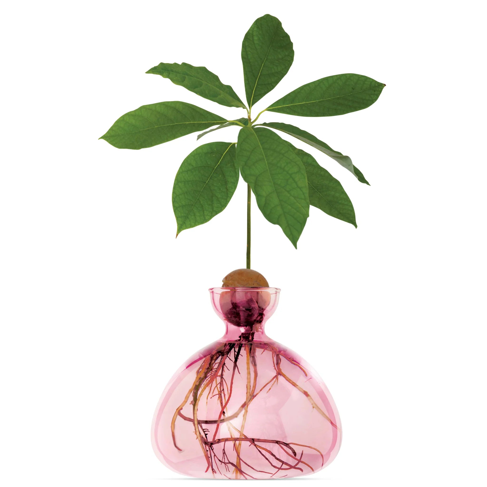Vase avocat rose