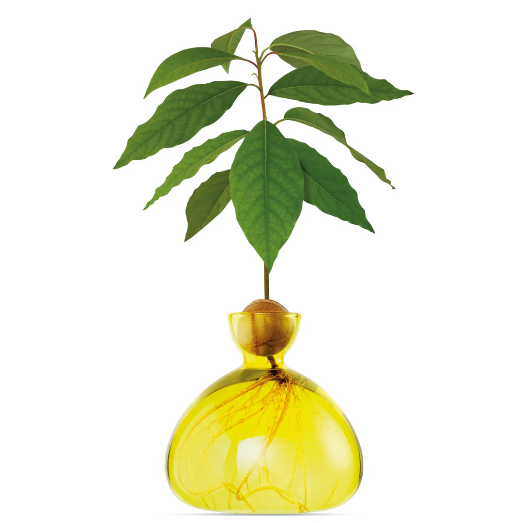 Vase avocat Jaune