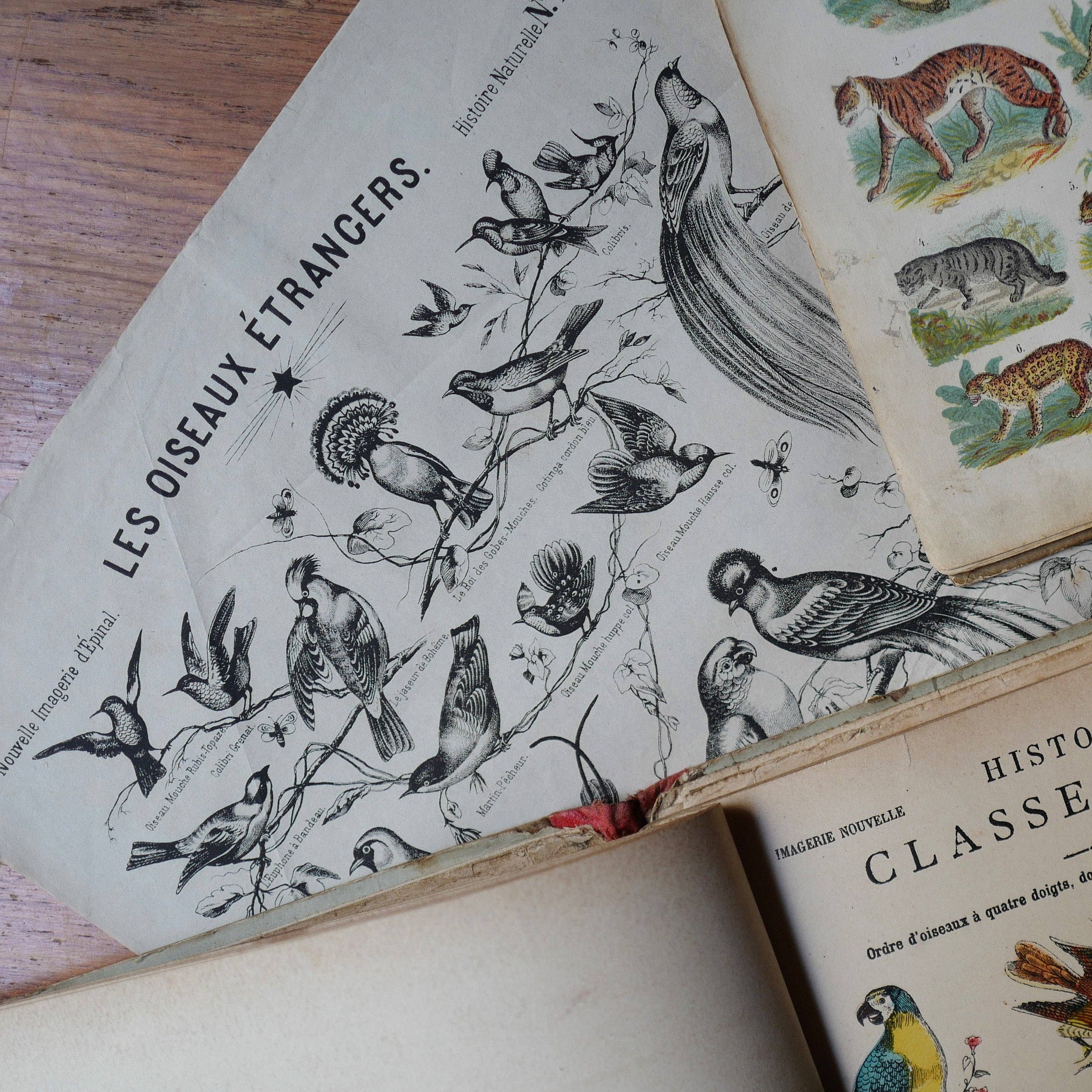 Affiche : Les Oiseaux Etrangers