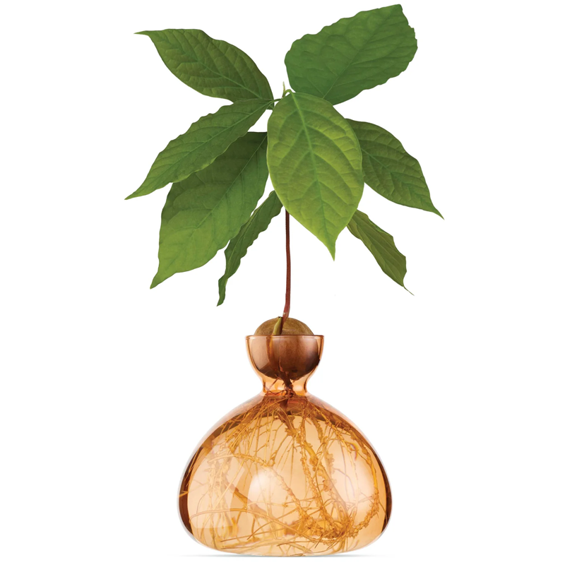 Vase Avocat Abricot