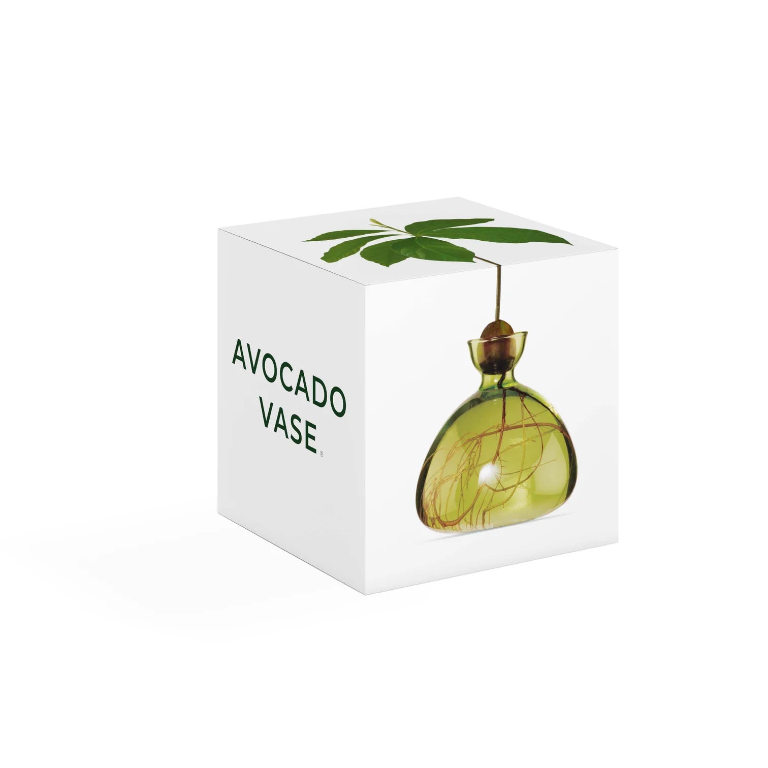 Vase Avocat Vert Clair