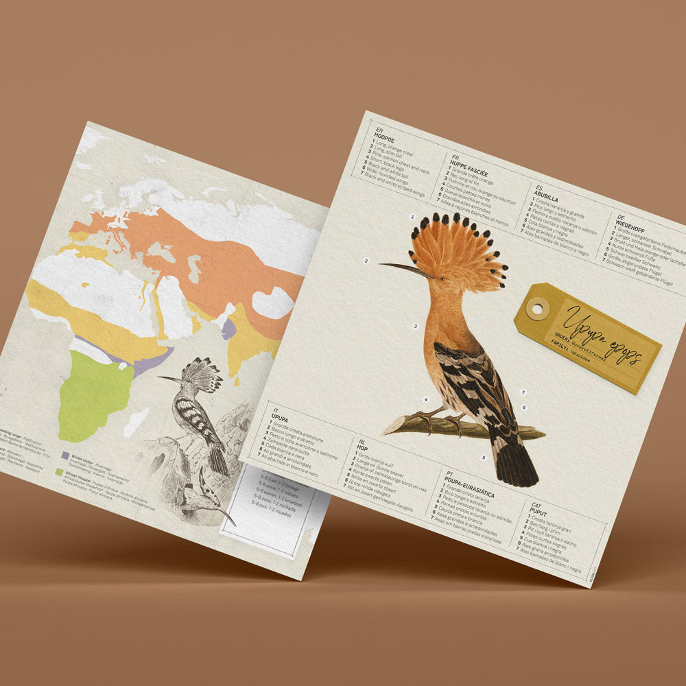 Origami Huppe Upupa epops