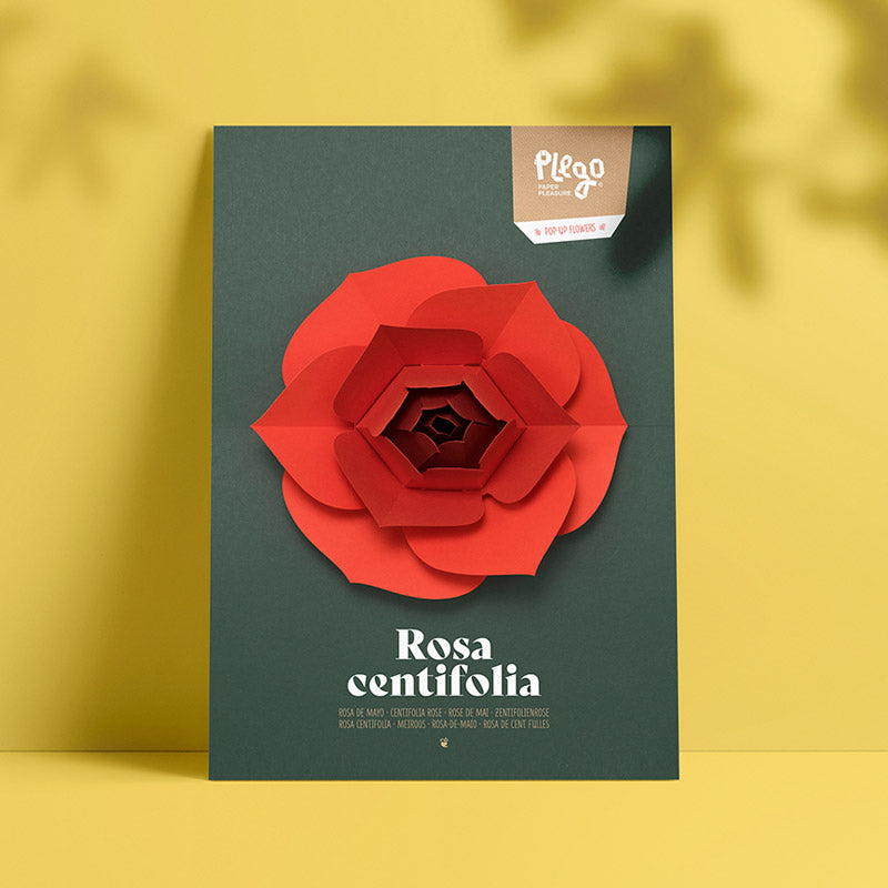 Origami Popup Rosa Centifolia