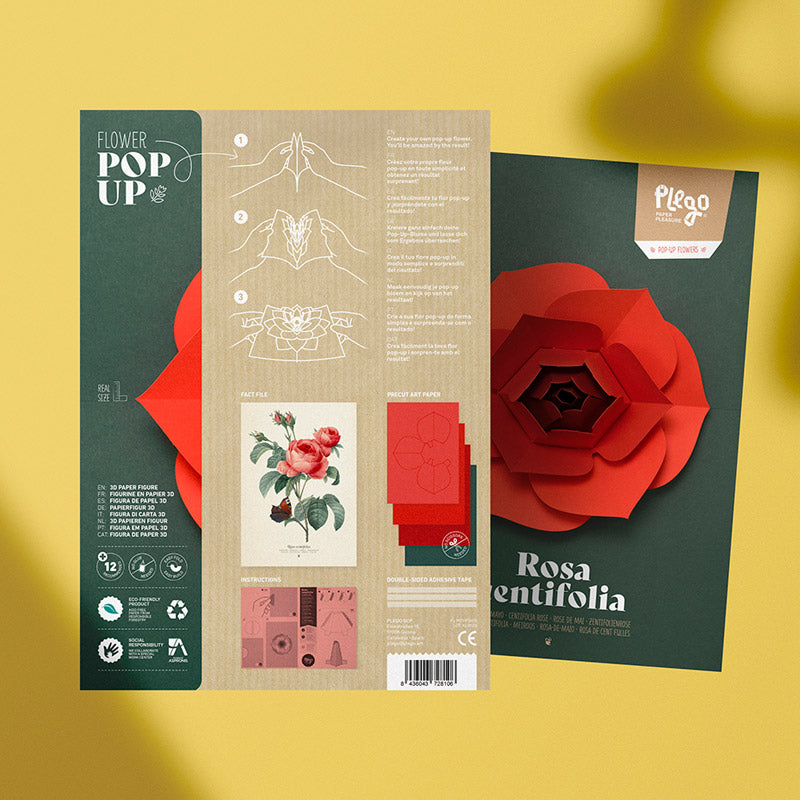 Origami Popup Rosa Centifolia
