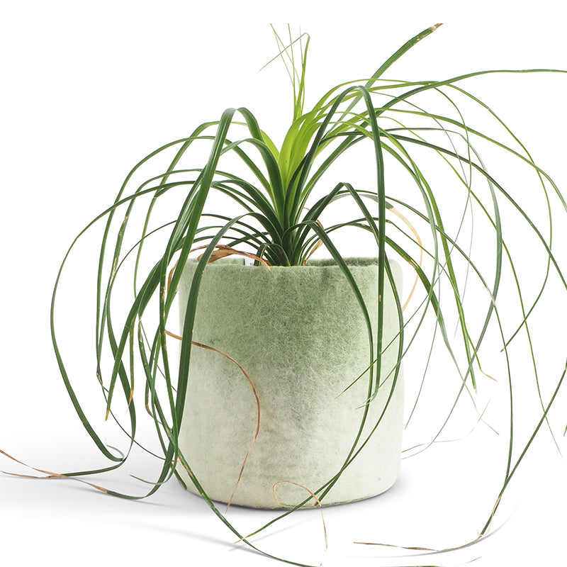 Pot en laine taille M- Sage green