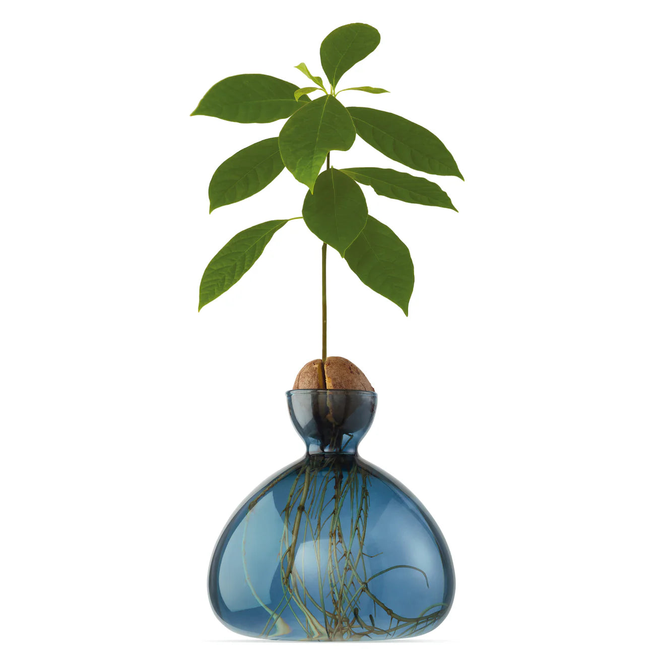 Vase avocat bleu Jay