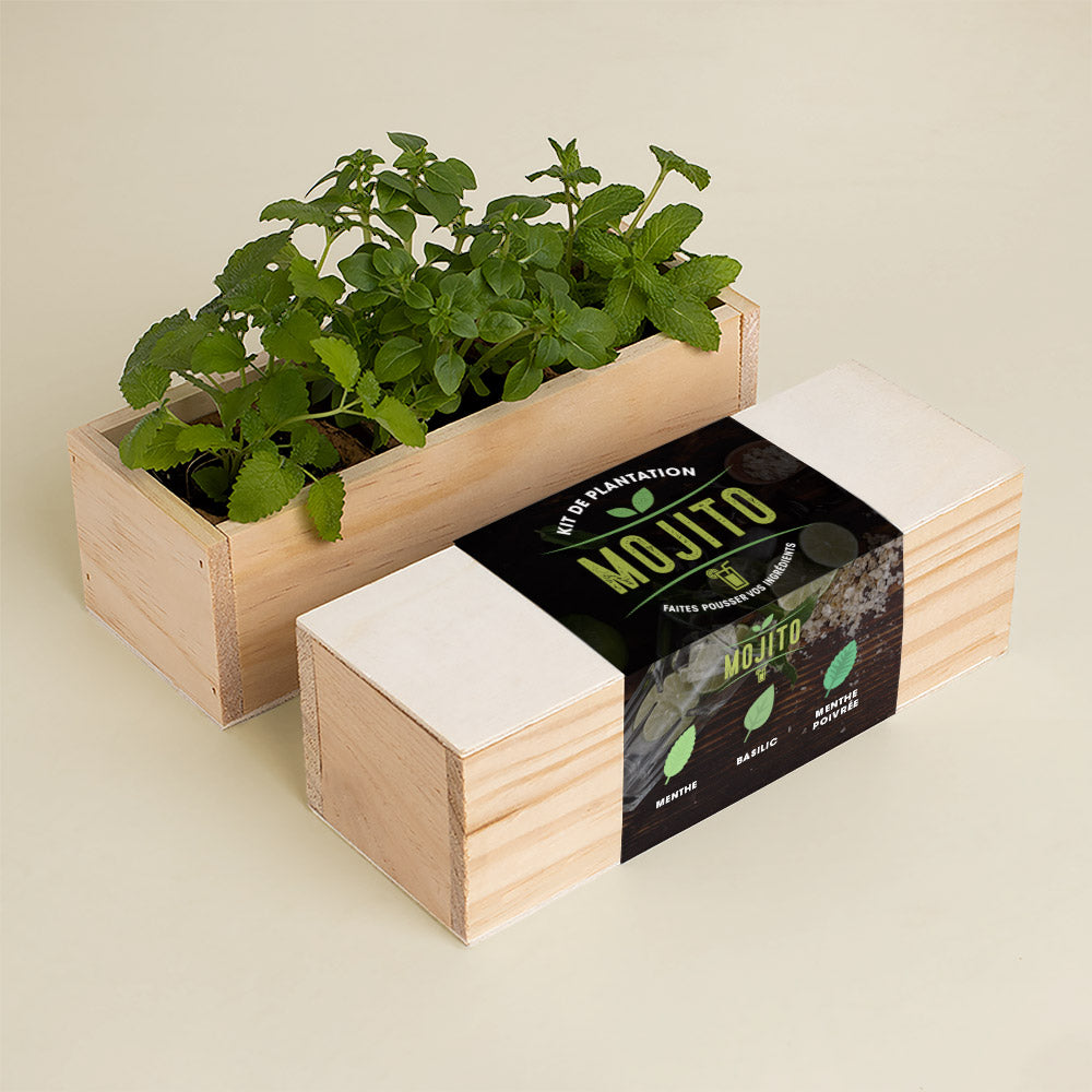 Kit d’Auto-culture Mojito (persil, basilic et coriandre)