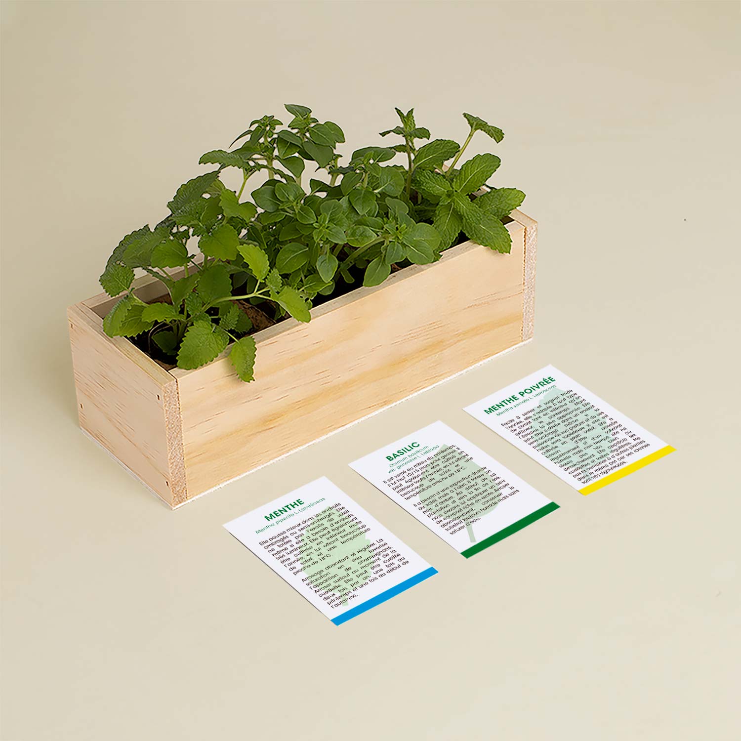 Kit d’Auto-culture Mojito (persil, basilic et coriandre)