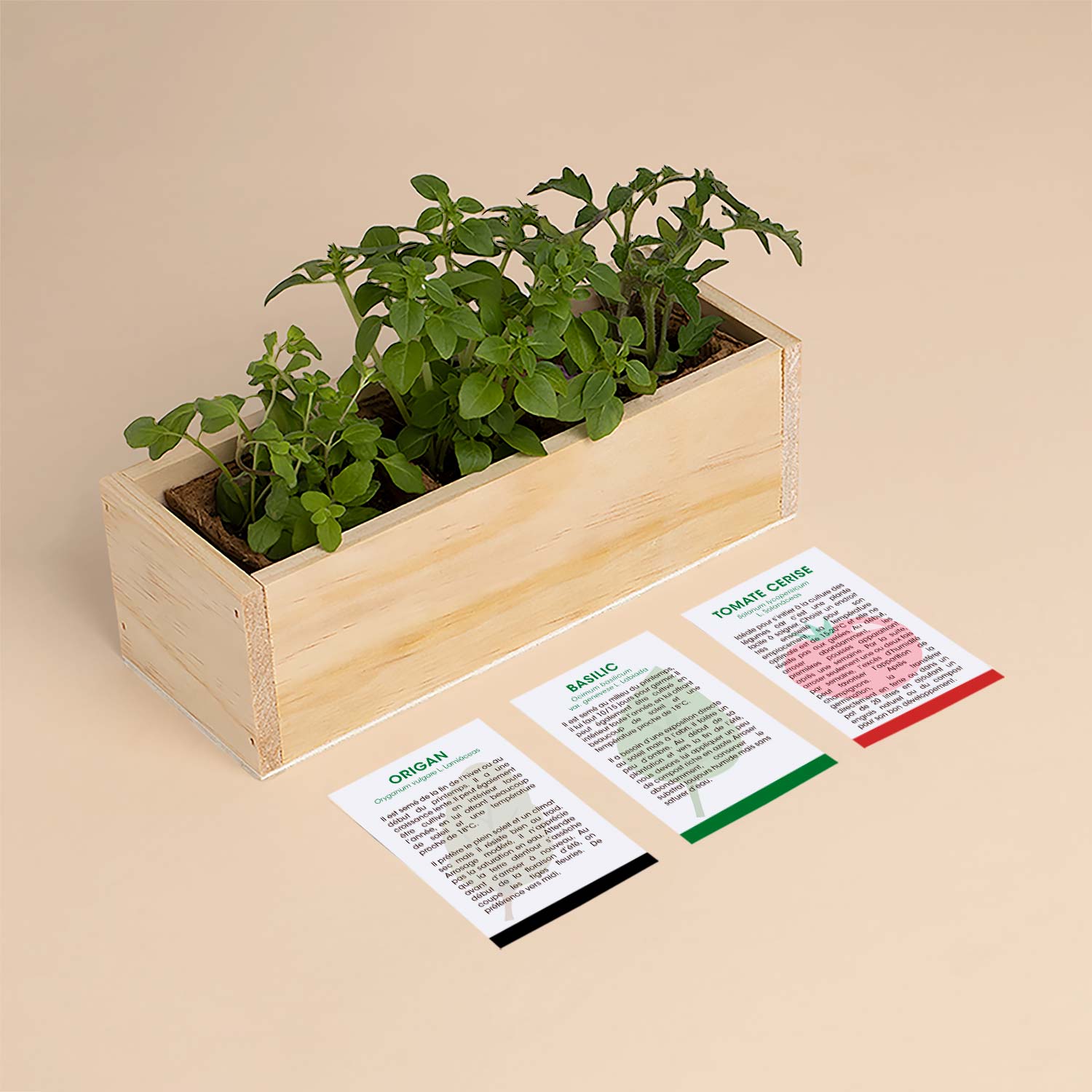 Kit d’Auto-culture Pizza (origan, basilic et tomate cerise)
