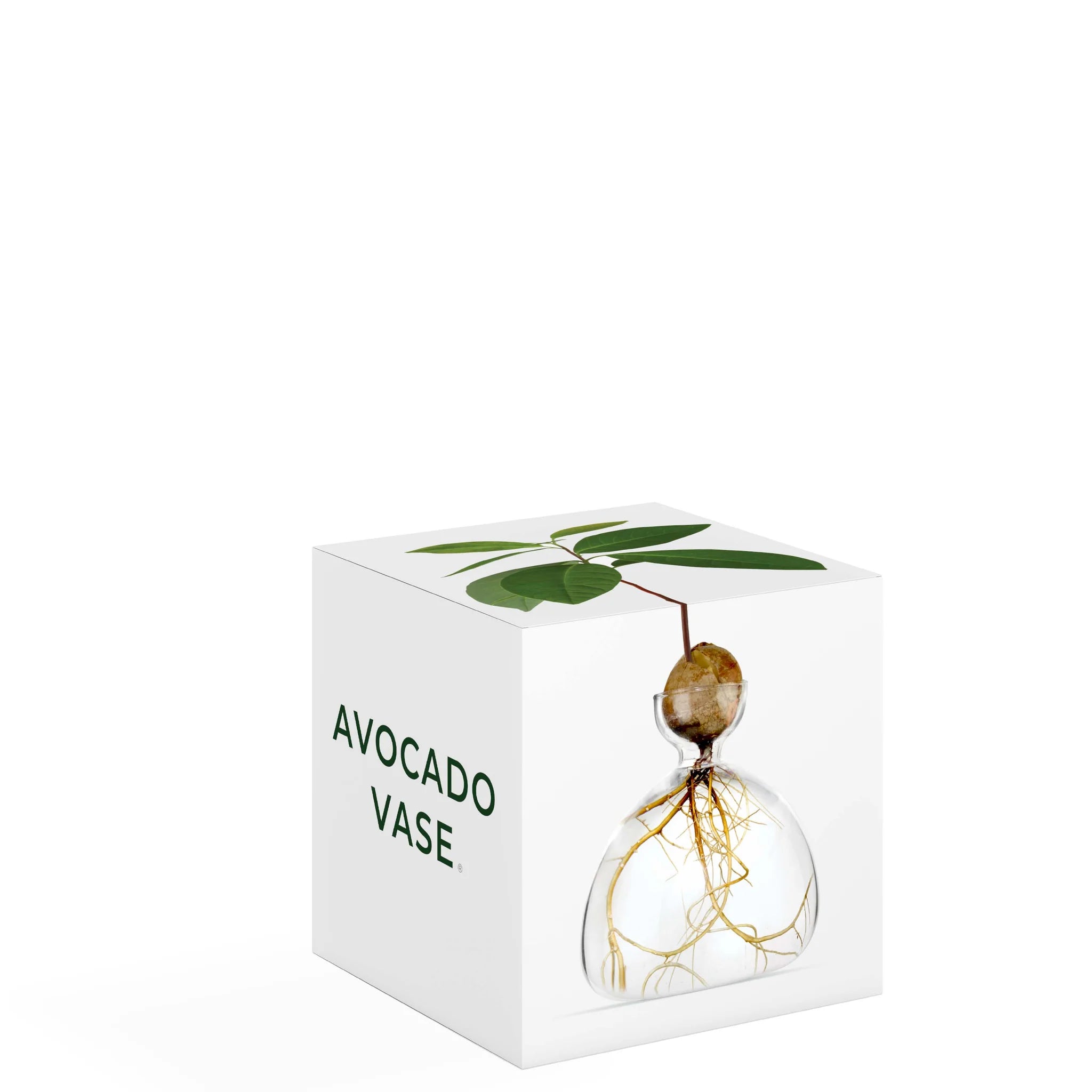 Vase avocat transparent