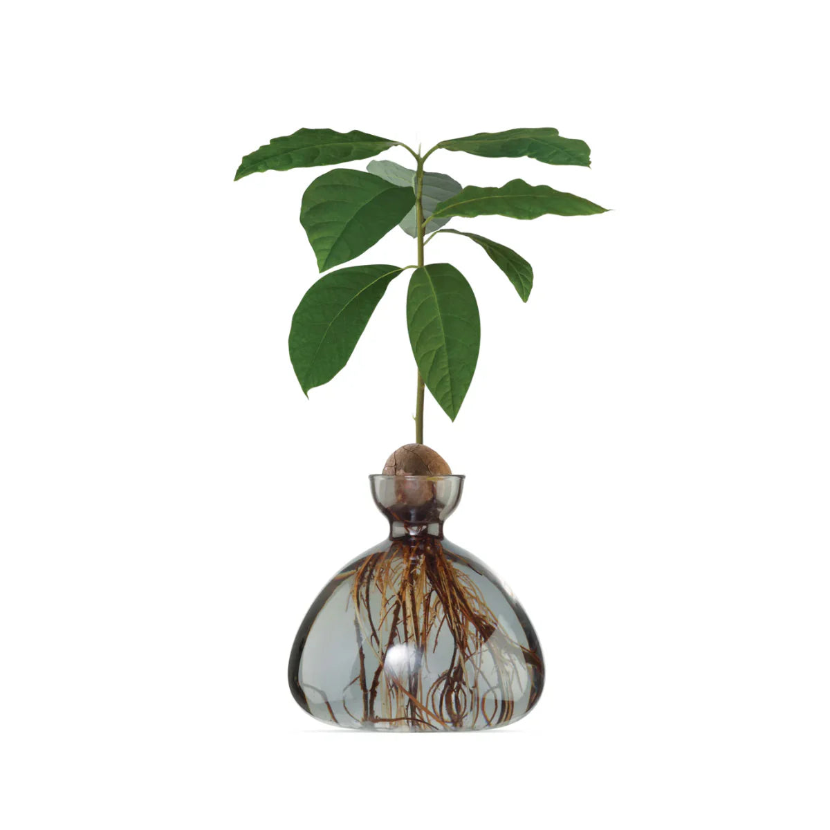 Vase avocat Gris - Smoke Grey